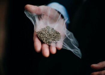 Coca Plant Seeds: Everything You Need to Know