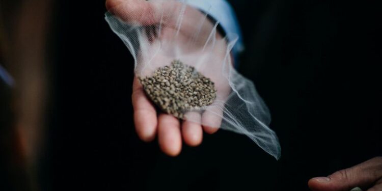 Coca Plant Seeds: Everything You Need to Know
