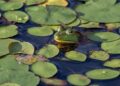 blind frog ranch lawsuit update