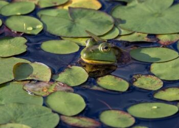 blind frog ranch lawsuit update