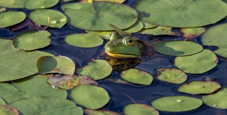 blind frog ranch lawsuit update