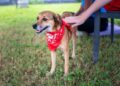 Ogden Dogs Rescued: The Full Story Behind 152 Saved Lives