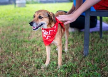 Ogden Dogs Rescued: The Full Story Behind 152 Saved Lives