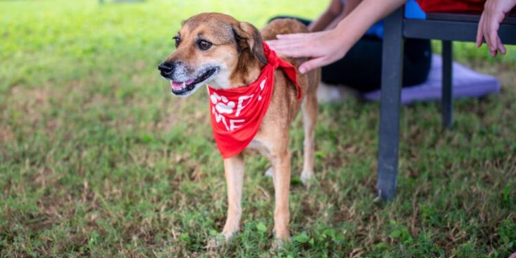 Ogden Dogs Rescued: The Full Story Behind 152 Saved Lives
